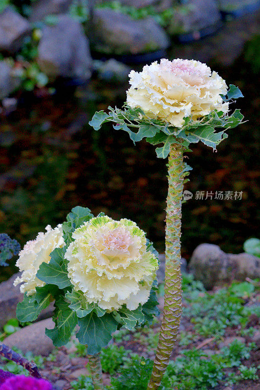 甘蓝(Brassica Oleracea) /观赏白菜/观赏甘蓝